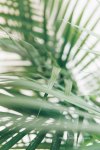 A Palm Sunday Prayer for&nbsp;Meditation